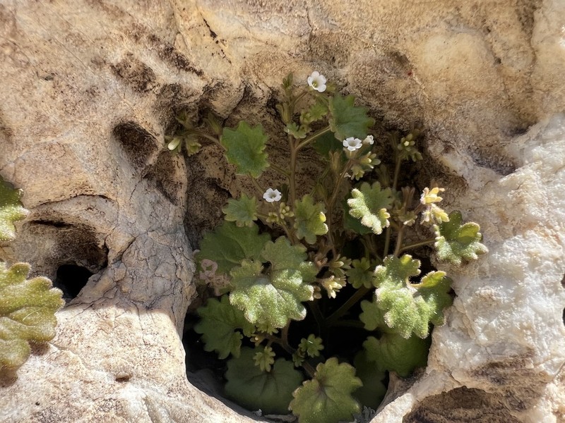 Roundleaf Phacelia photo 4