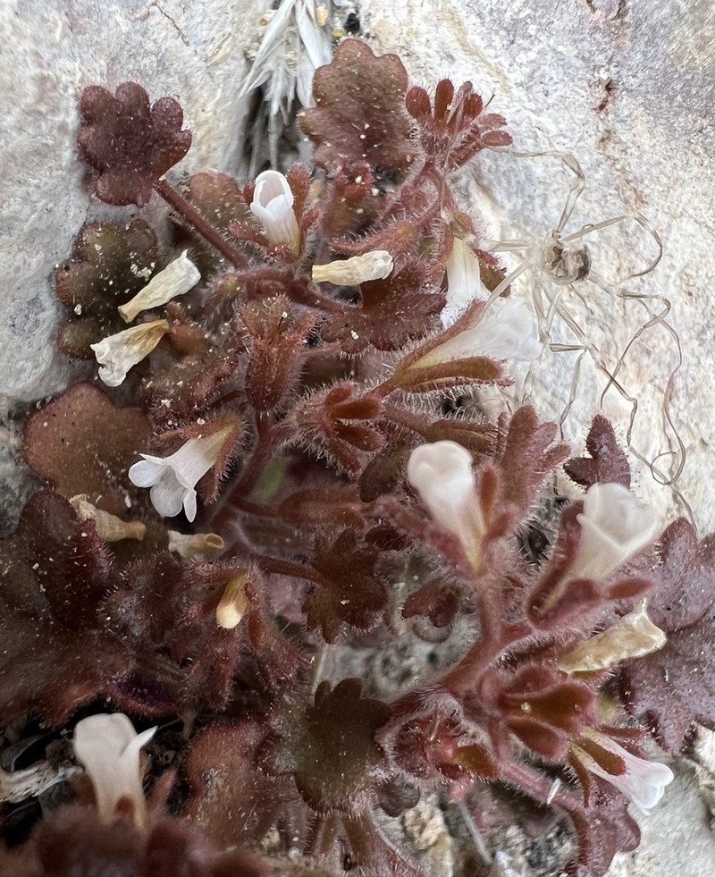 Roundleaf Phacelia photo 6