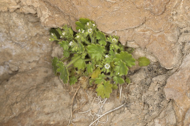 Roundleaf Phacelia photo 7