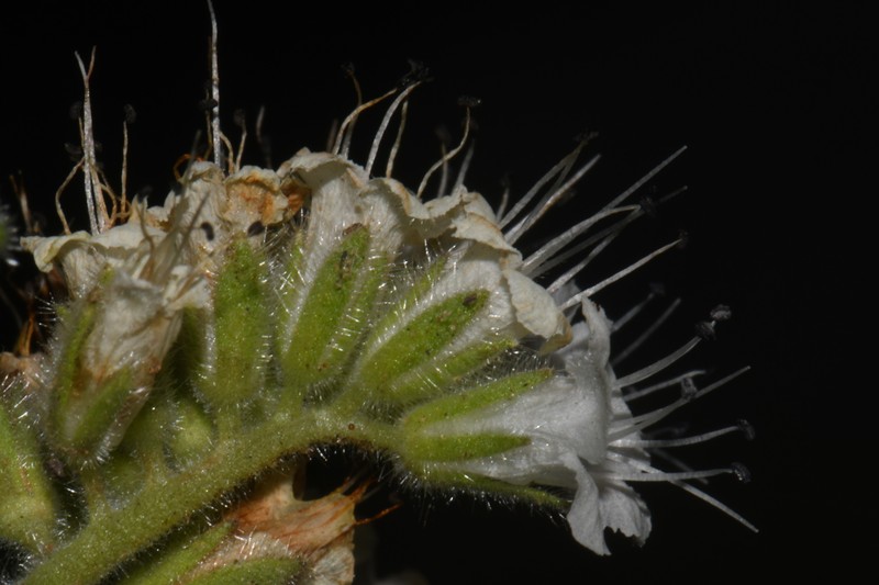 Rock Phacelia photo 4