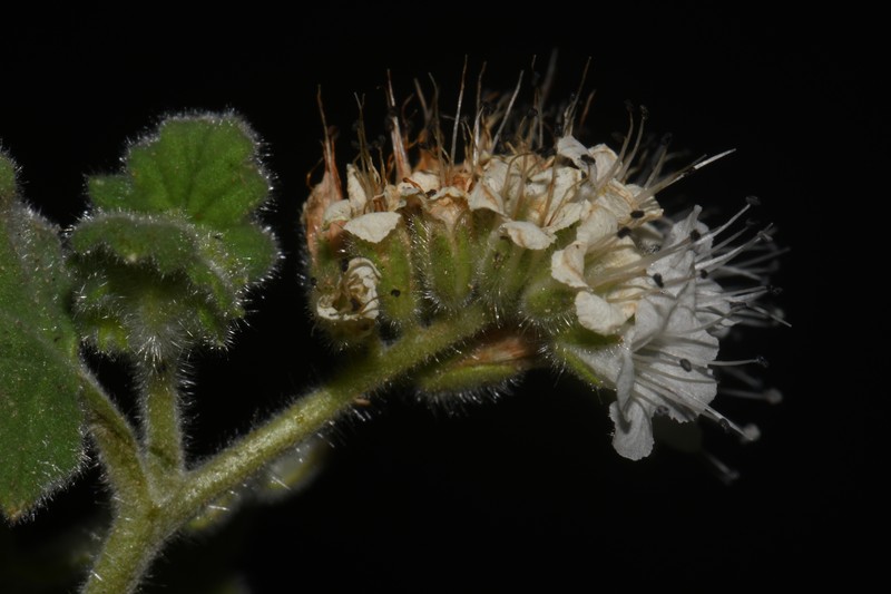 Rock Phacelia photo 5