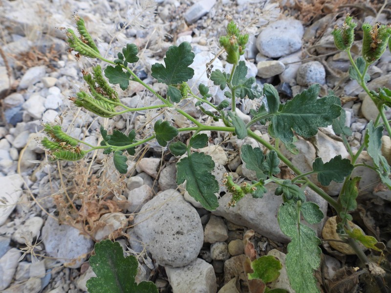 Rock Phacelia photo 2