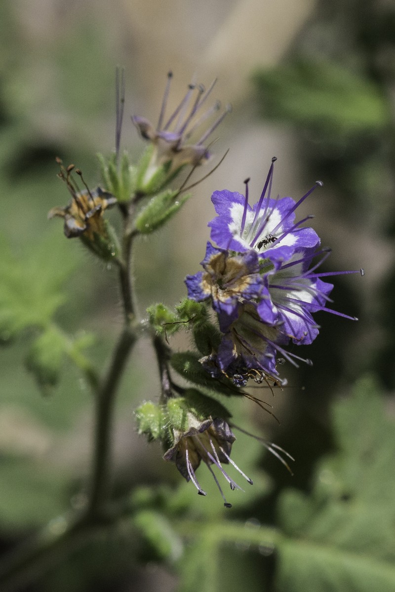 Rock Phacelia photo 3