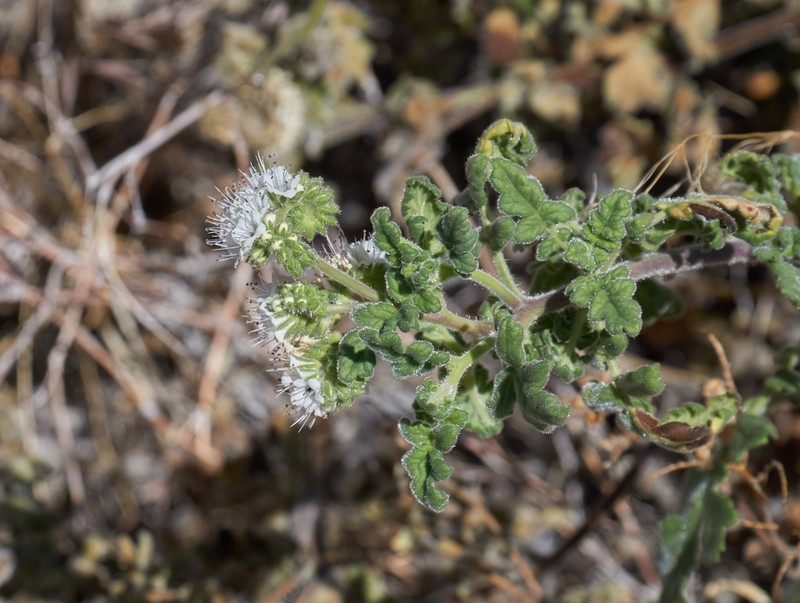 Rock Phacelia