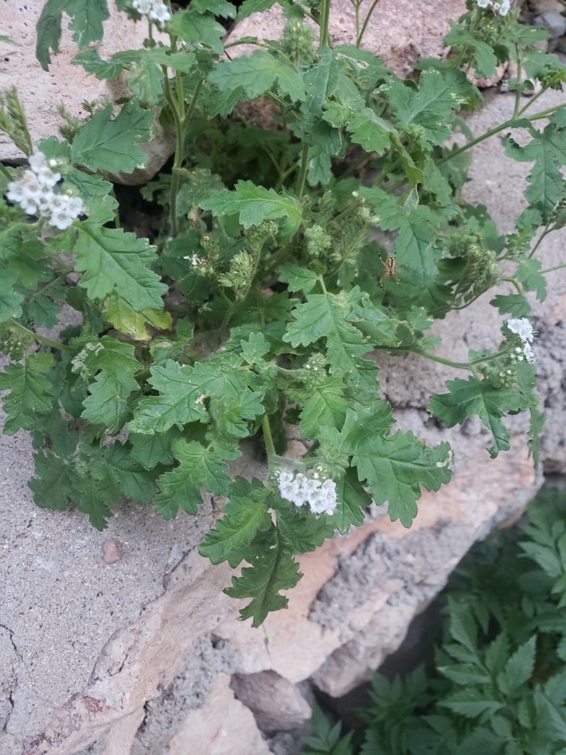 Rock Phacelia photo 2