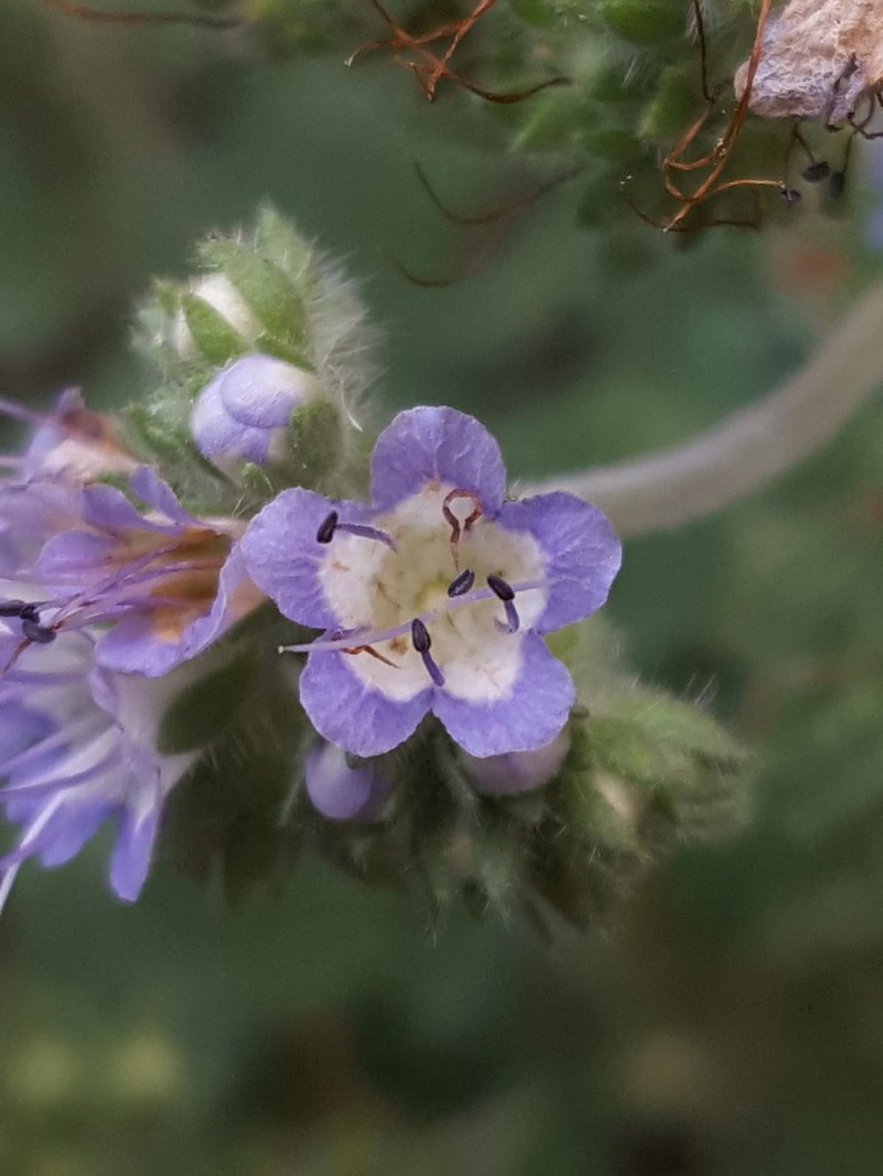 Rock Phacelia photo 3