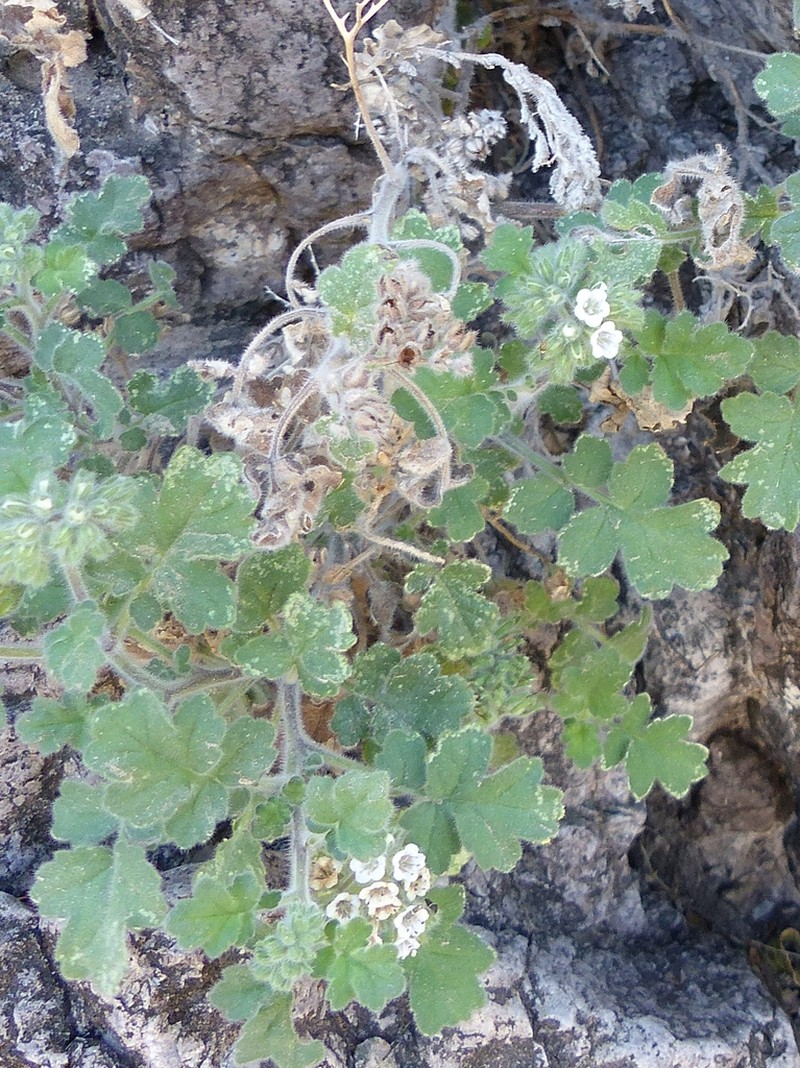 Rock Phacelia photo 4