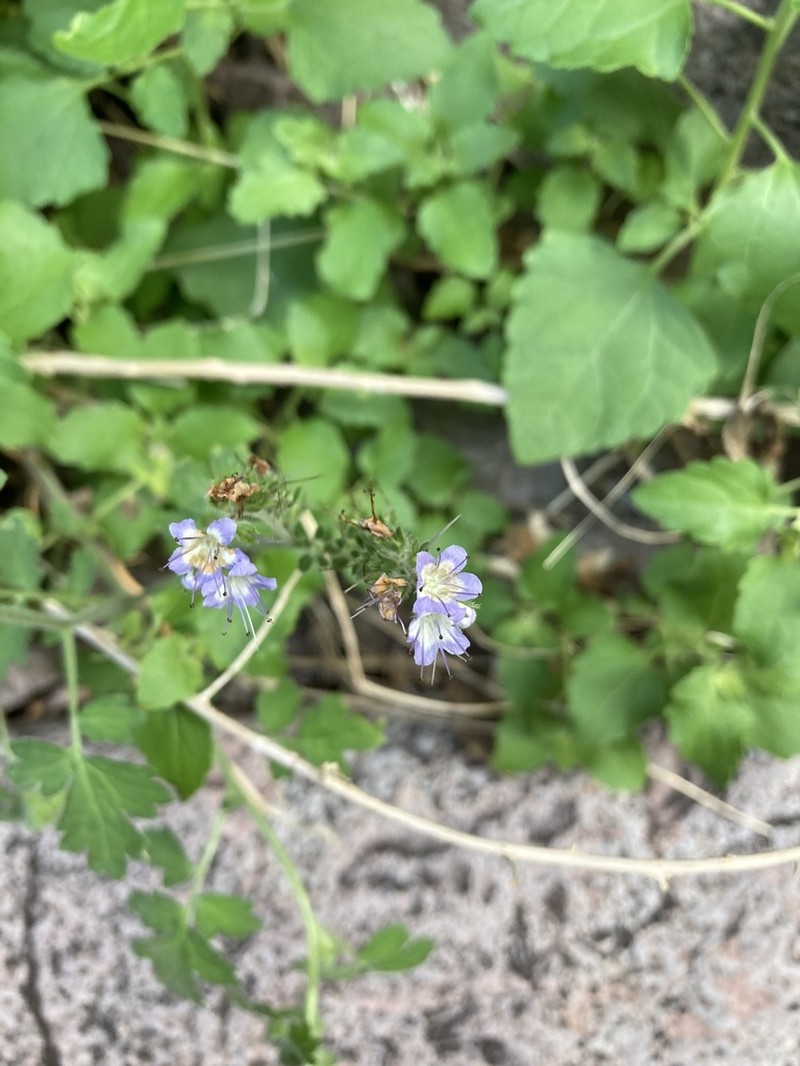 Rock Phacelia photo 5