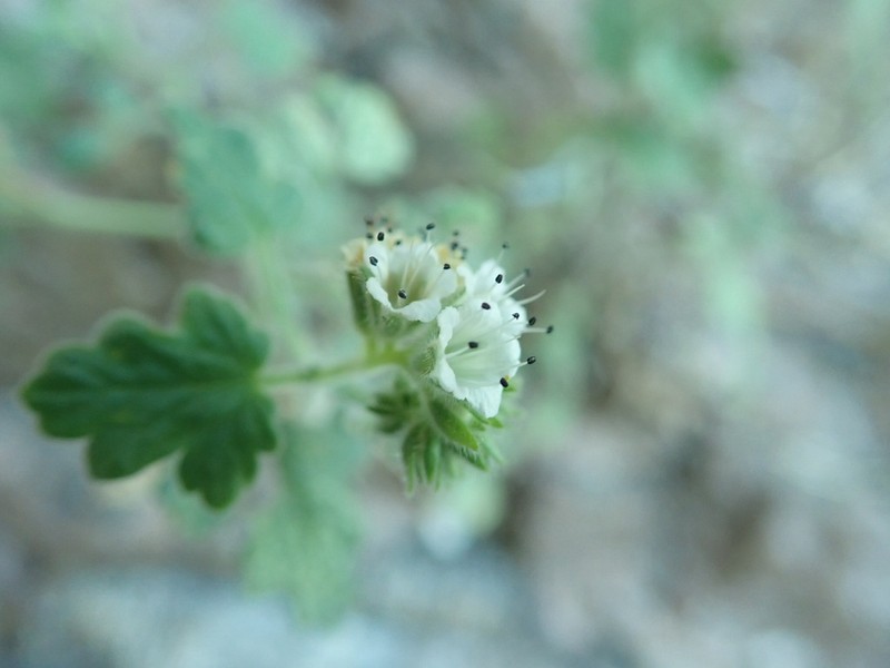 Rock Phacelia photo 6