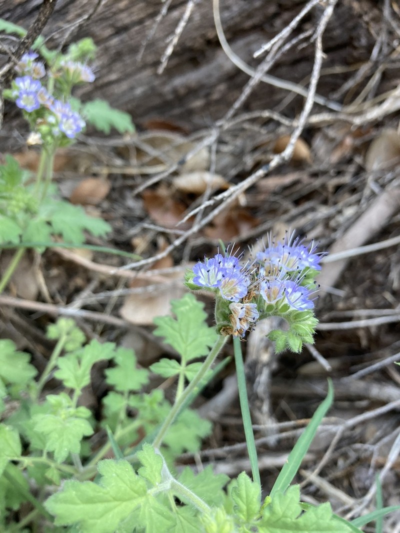 Rock Phacelia photo 7