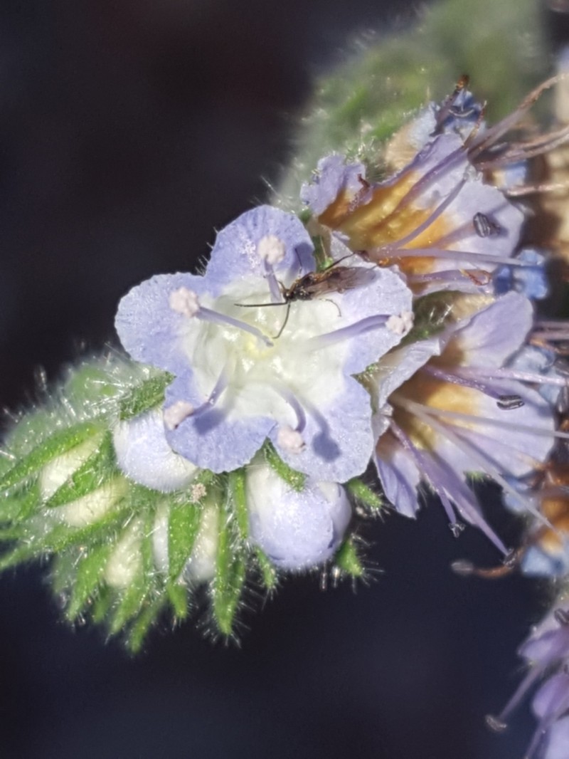 Rock Phacelia photo 8
