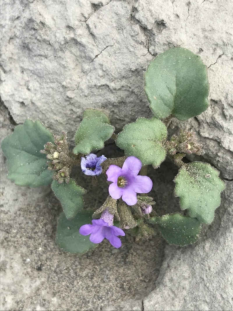 Phacelia sabulonum