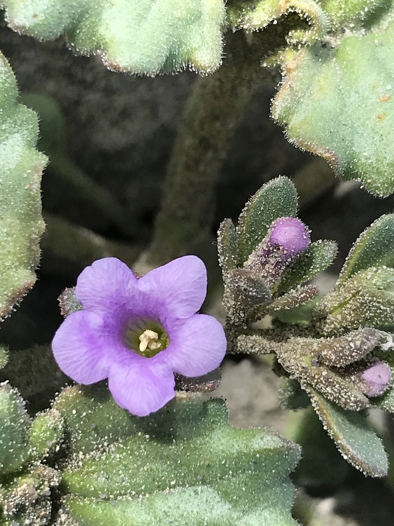 Phacelia sabulonum photo 2