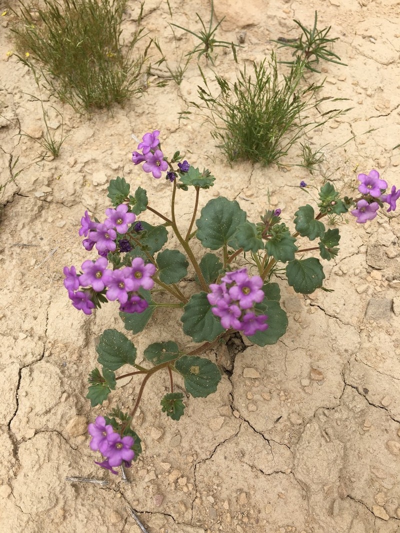 Phacelia sabulonum photo 3