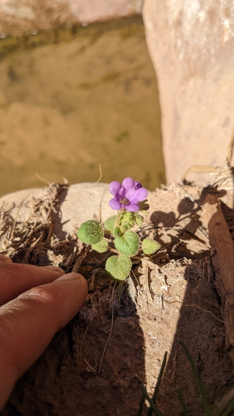 Phacelia sabulonum photo 4