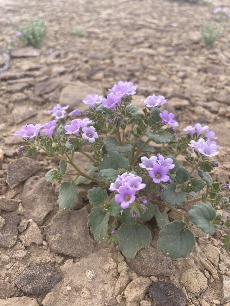 Phacelia sabulonum photo 5