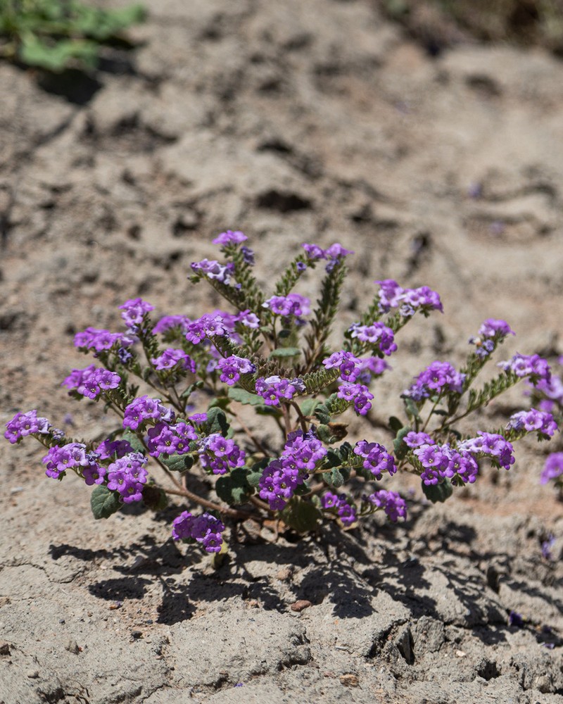 Phacelia sabulonum photo 6