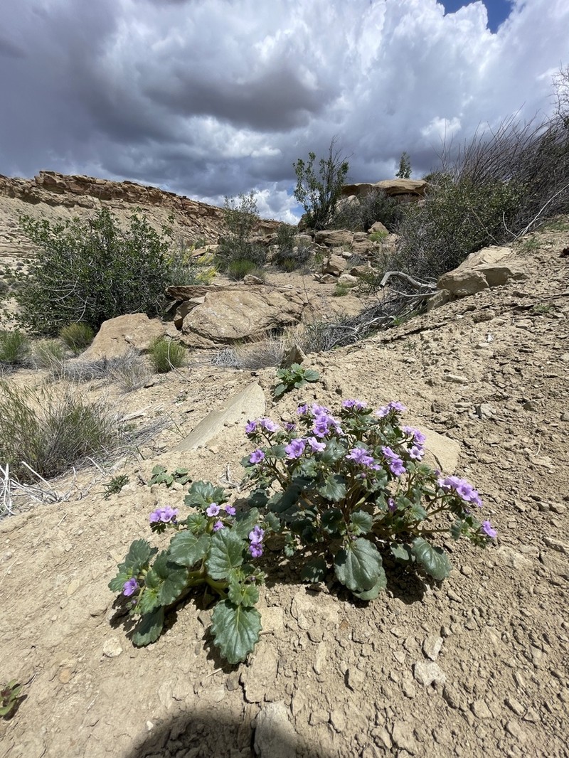 Phacelia sabulonum photo 7