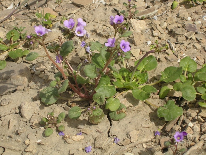 Phacelia sabulonum photo 8