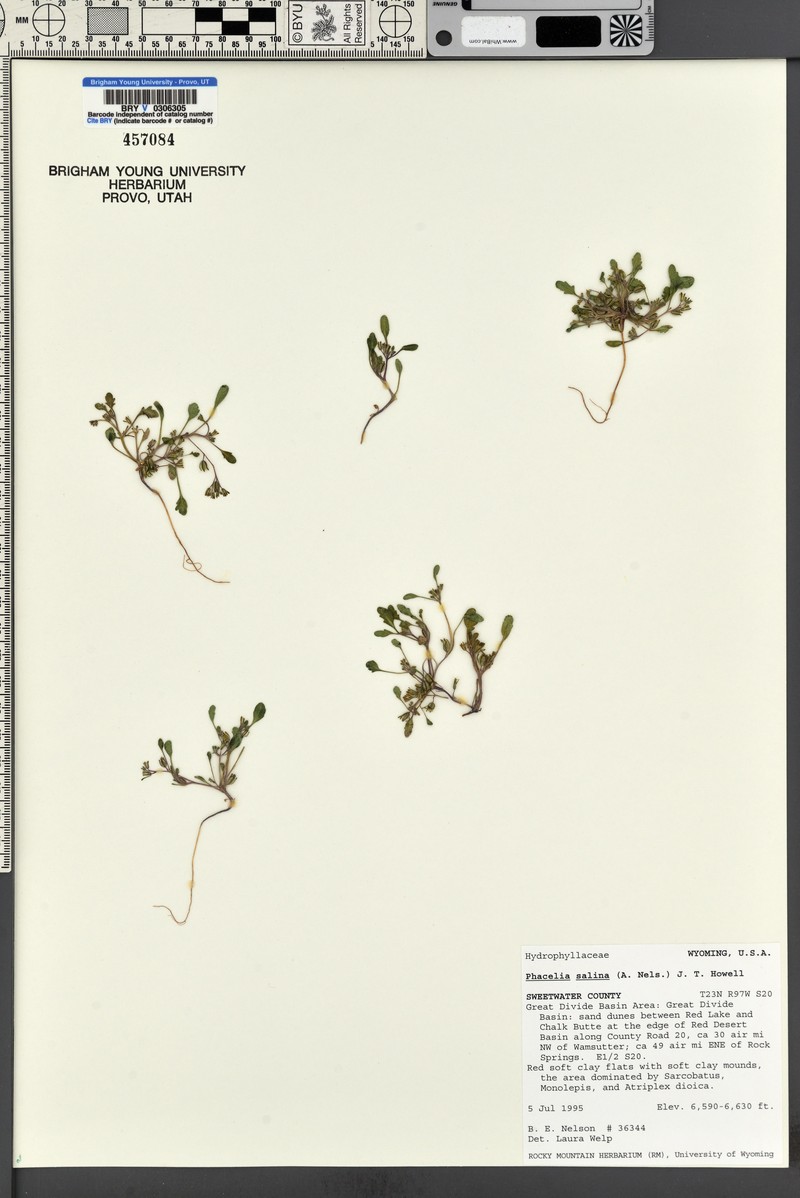 Bitter Creek Phacelia