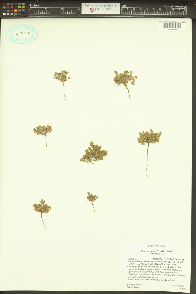 Bitter Creek Phacelia photo 2