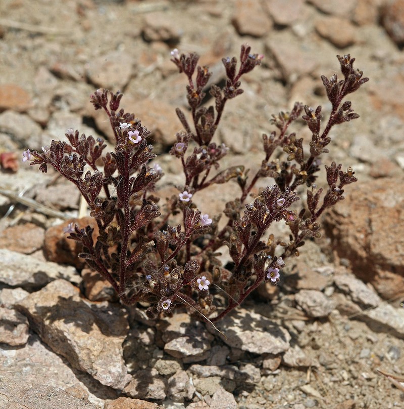 Stonecrop Phacelia