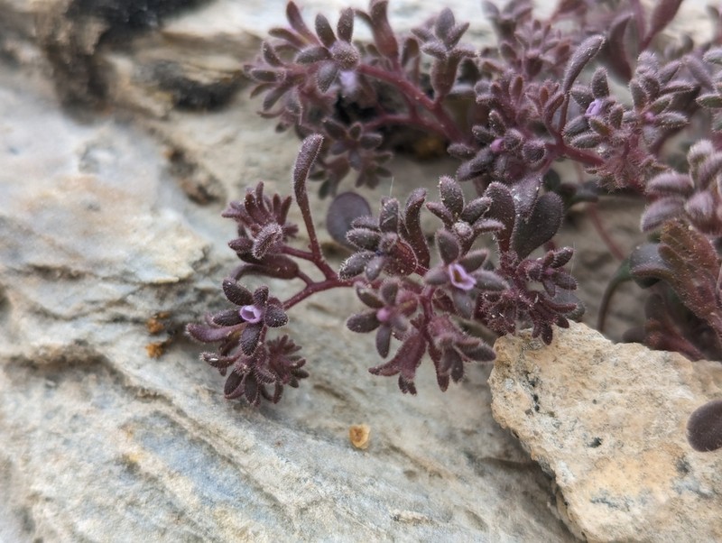 Stonecrop Phacelia photo 2