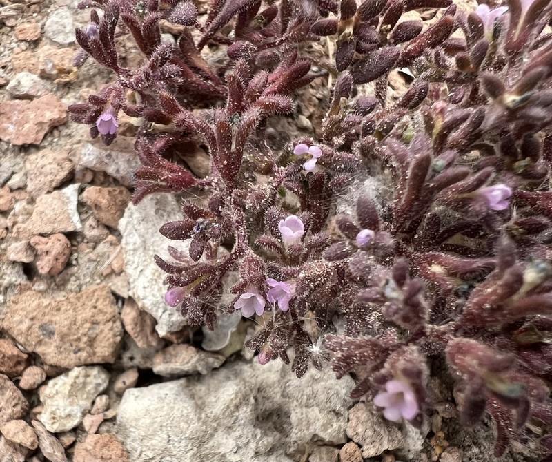 Stonecrop Phacelia photo 3