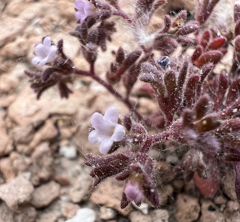 Stonecrop Phacelia photo 4