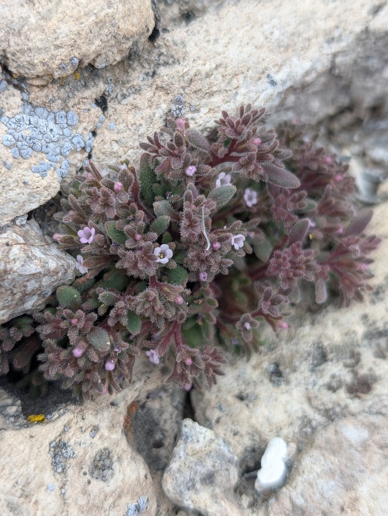 Stonecrop Phacelia photo 5