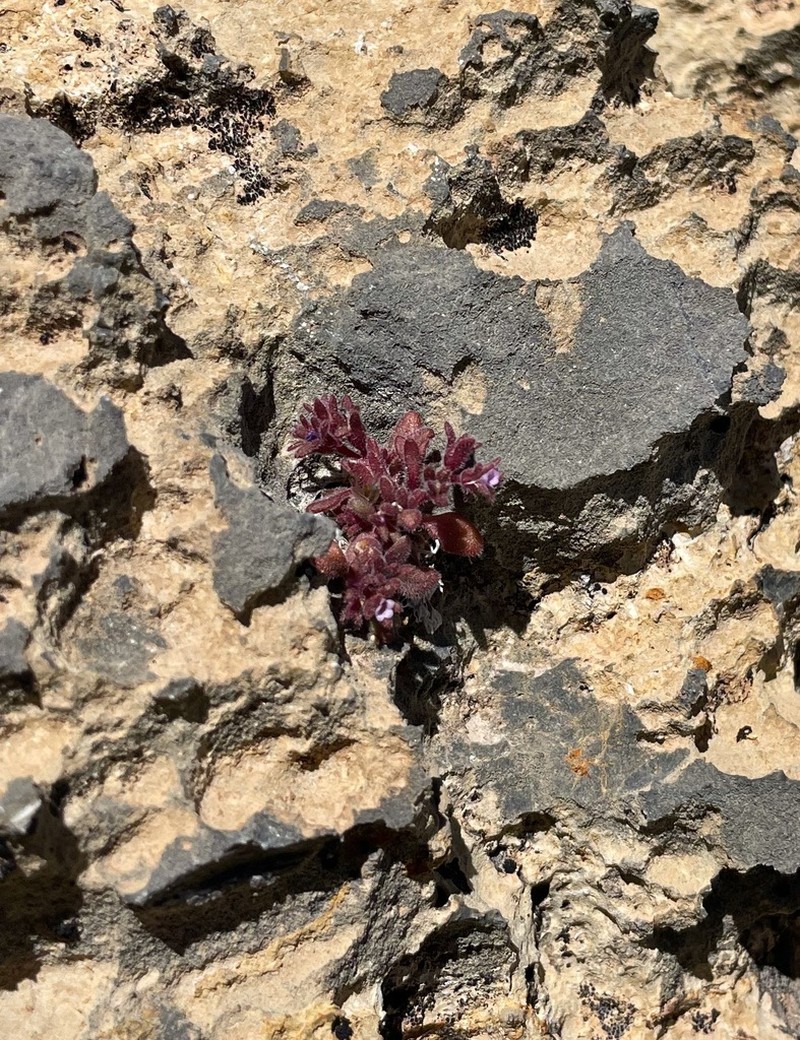 Stonecrop Phacelia photo 6