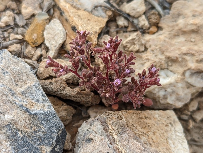 Stonecrop Phacelia photo 7