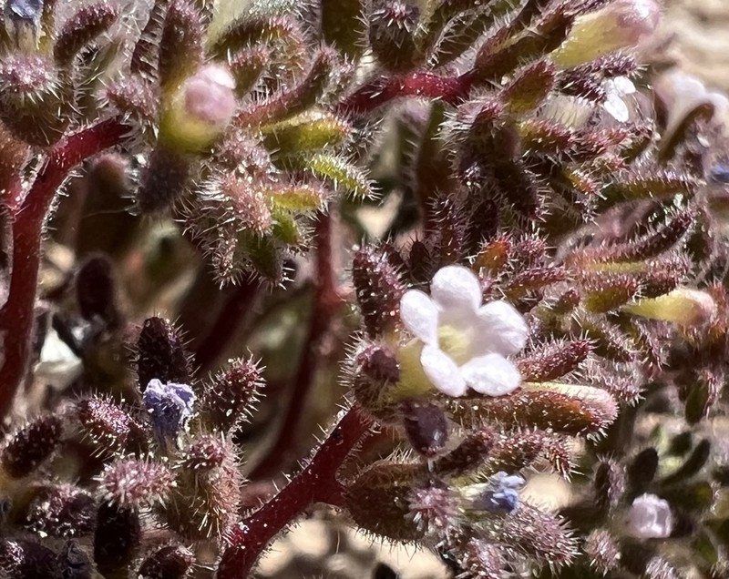 Stonecrop Phacelia photo 8