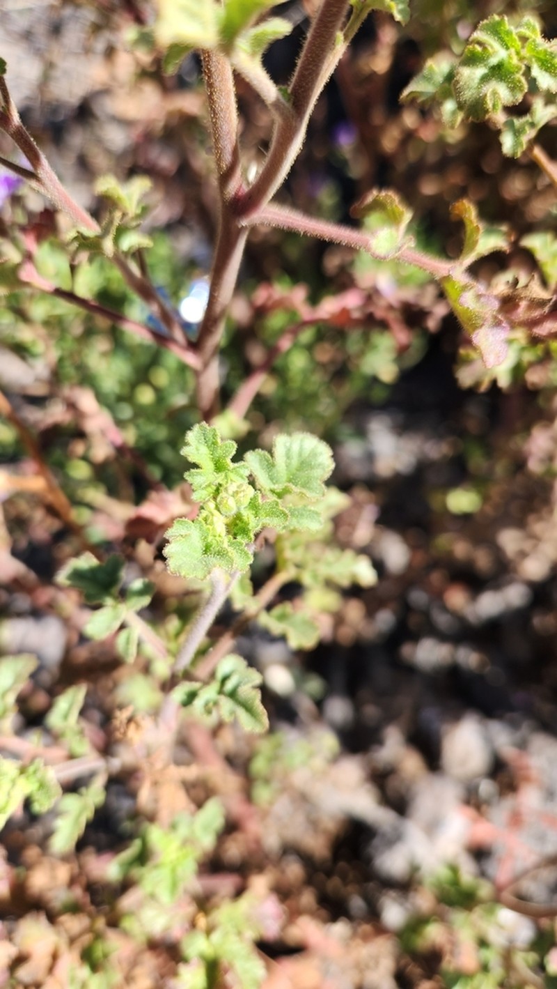 Phacelia scariosa