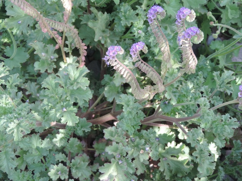 Phacelia scariosa photo 2