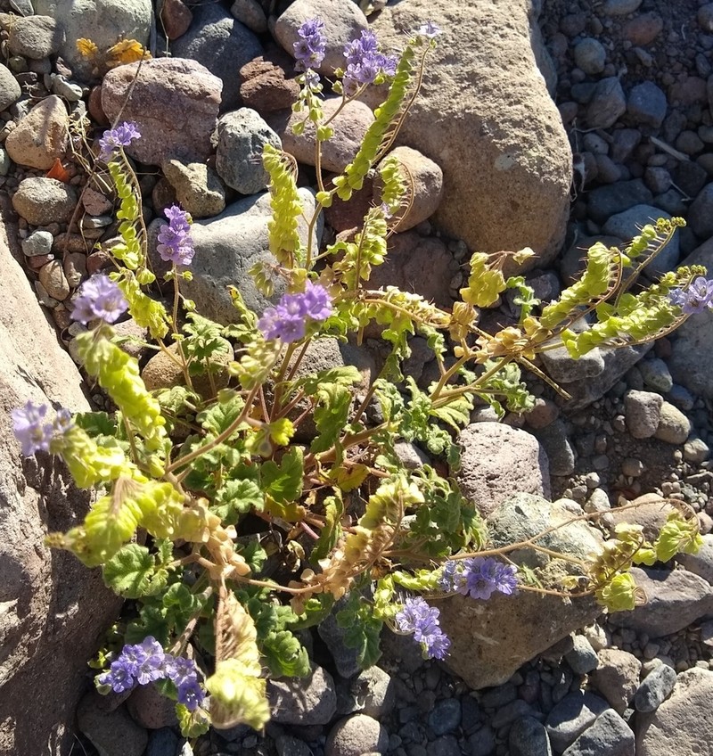Phacelia scariosa photo 3