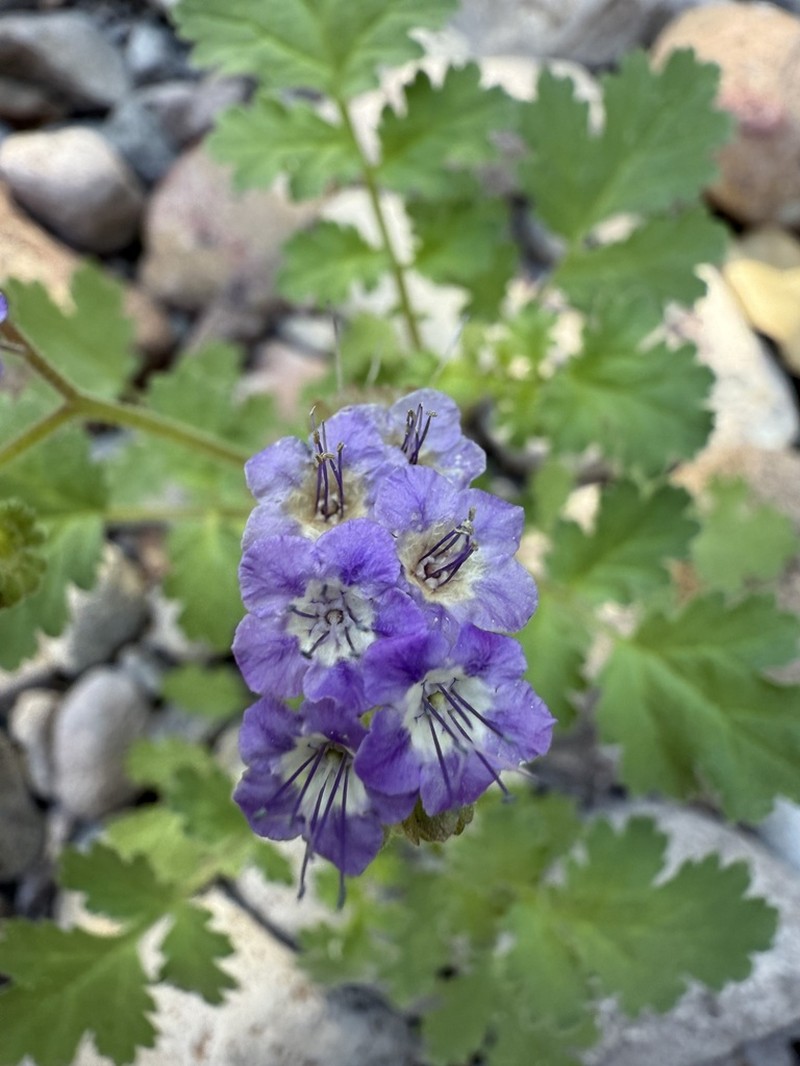 Phacelia scariosa photo 4