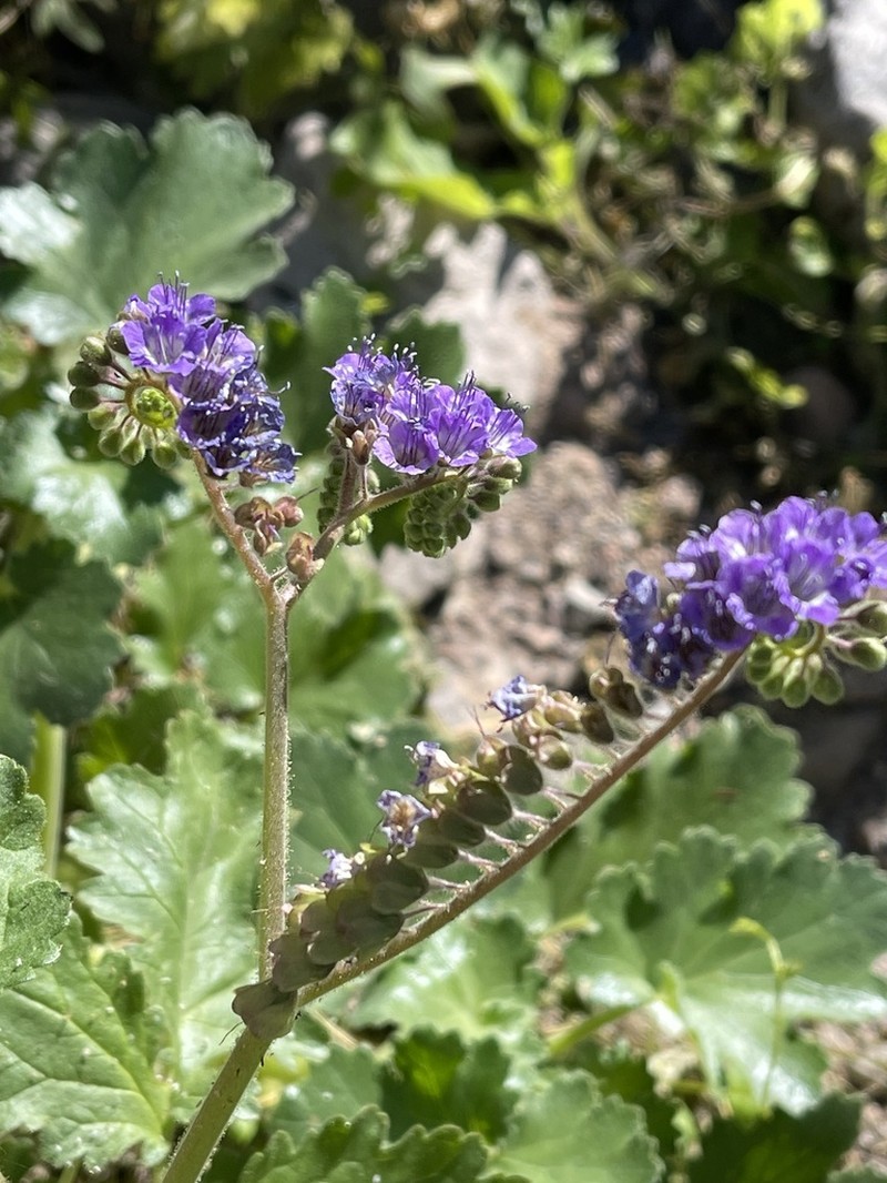 Phacelia scariosa photo 5