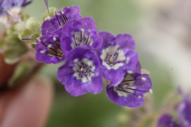 Phacelia scariosa photo 6