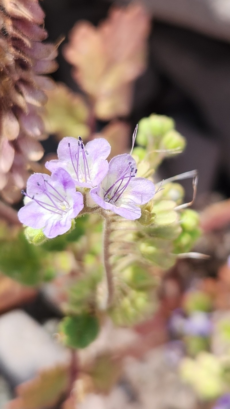 Phacelia scariosa photo 7