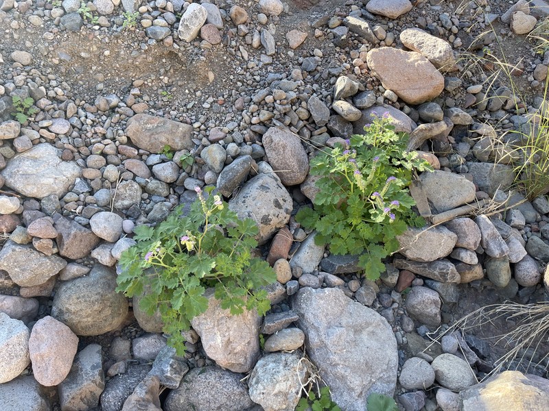 Phacelia scariosa photo 8