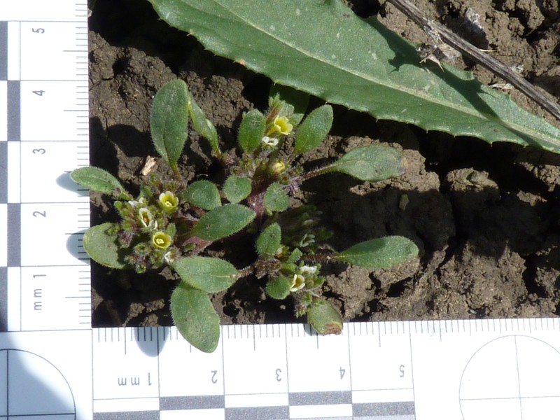 Debeque Phacelia photo 2