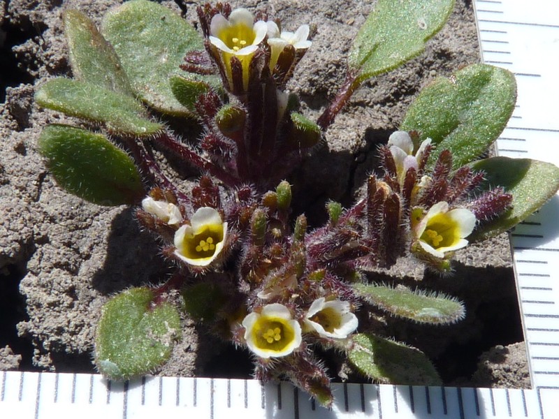 Debeque Phacelia photo 3