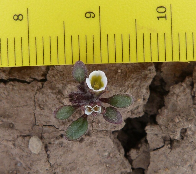 Debeque Phacelia photo 4