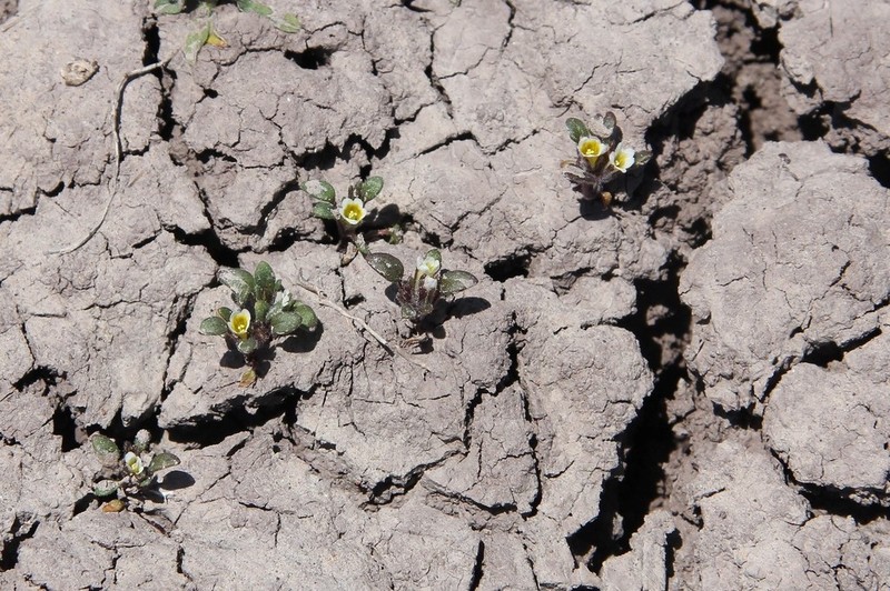 Debeque Phacelia photo 5