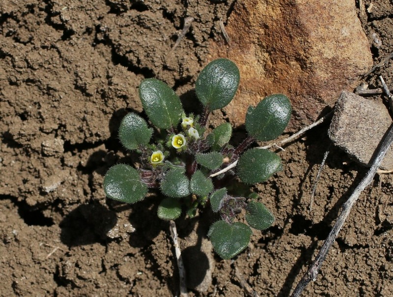 Debeque Phacelia photo 6