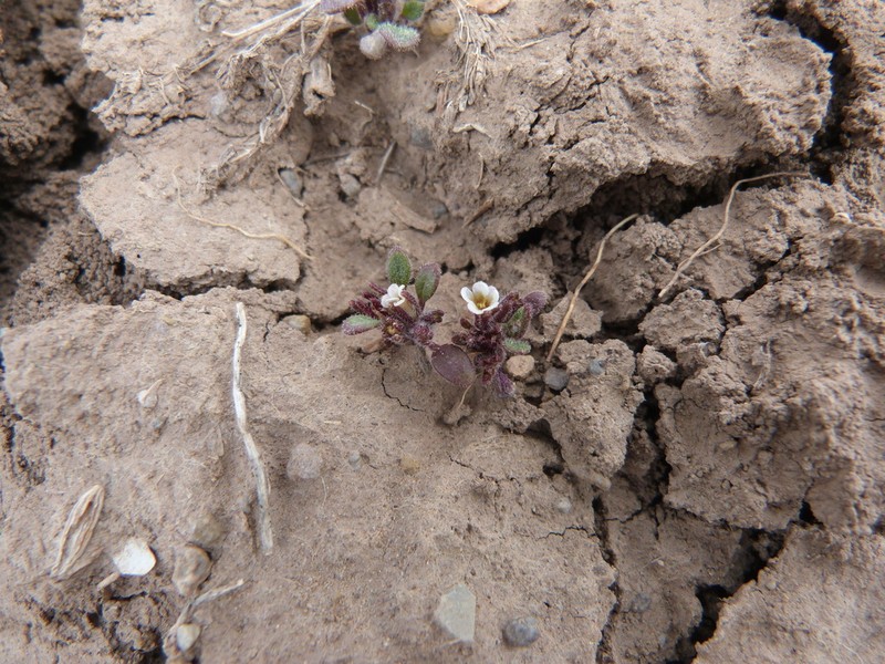 Debeque Phacelia photo 7