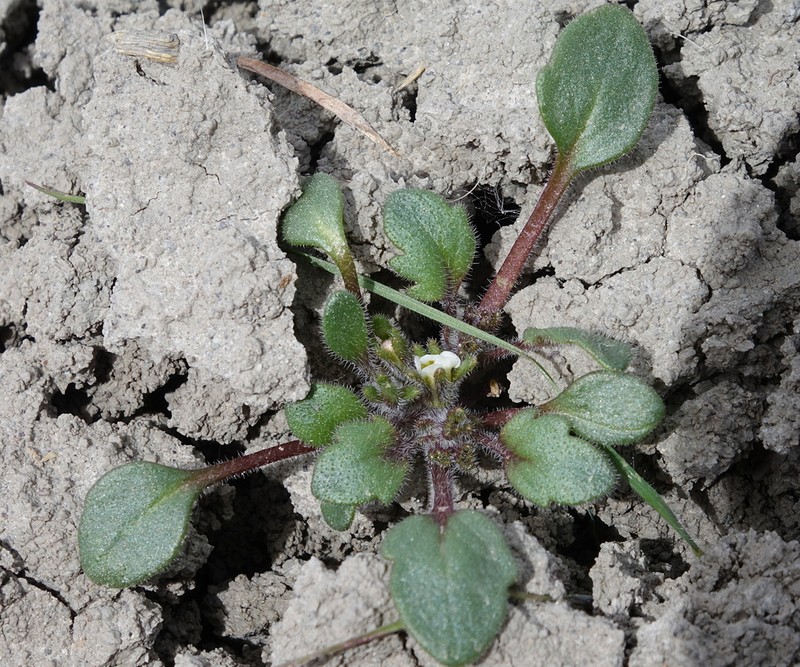 Debeque Phacelia photo 8