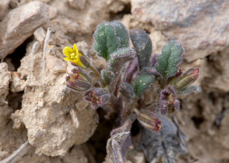 Phacelia scopulina var. scopulina