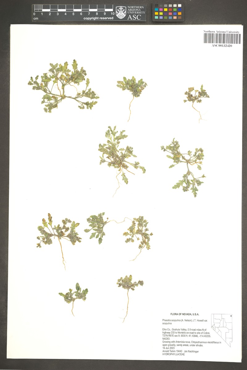 Phacelia scopulina var. scopulina photo 2